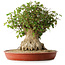 Acer buergerianum, 42,5 cm, ± 35 anni, con un nebari di 23,5 cm