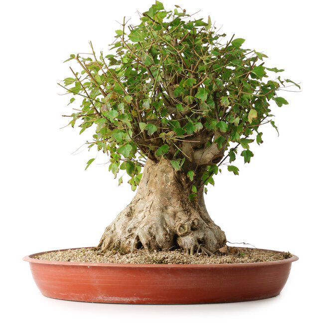 Acer buergerianum, 42,5 cm, ± 35 Jahre alt, mit einem Nebari von 23,5 cm