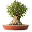 Acer buergerianum, 42,5 cm, ± 35 anni, con un nebari di 23,5 cm