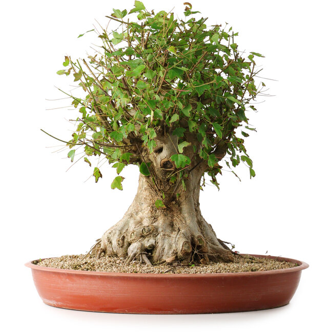 Acer buergerianum, 42,5 cm, ± 35 años, con un nebari de 23,5 cm