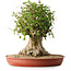Acer buergerianum, 42,5 cm, ± 35 anni, con un nebari di 23,5 cm