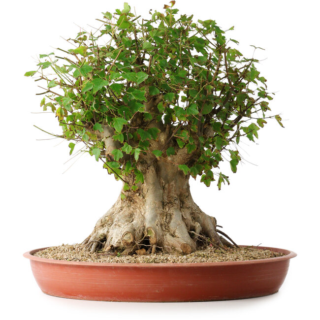 Acer buergerianum, 42,5 cm, ± 35 ans, avec un nebari de 23,5 cm