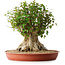 Acer buergerianum, 42,5 cm, ± 35 anni, con un nebari di 23,5 cm