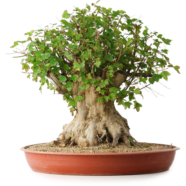 Acer buergerianum, 42,5 cm, ± 35 jaar oud, met een nebari van 23,5 cm