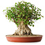 Acer buergerianum, 42,5 cm, ± 35 anni, con un nebari di 23,5 cm