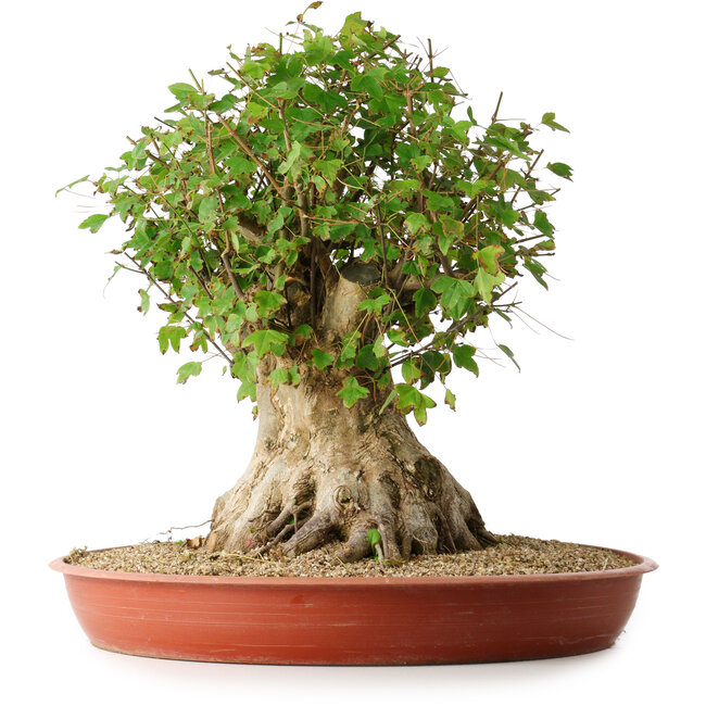 Acer buergerianum, 42,5 cm, ± 35 jaar oud, met een nebari van 23,5 cm