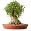 Acer buergerianum, 42,5 cm, ± 35 anni, con un nebari di 23,5 cm