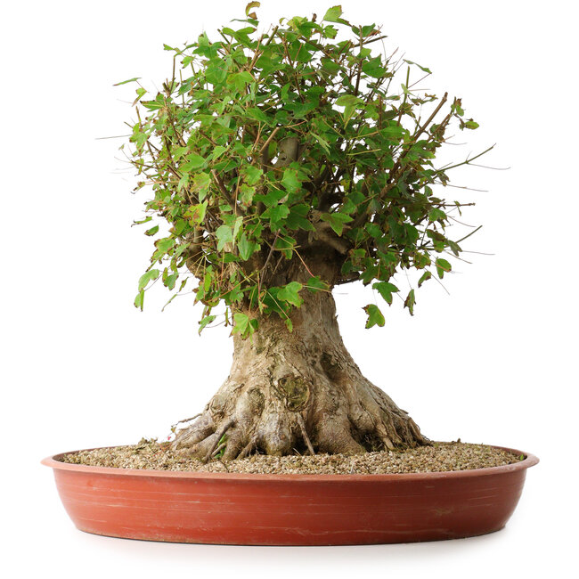 Acer buergerianum, 42,5 cm, ± 35 años, con un nebari de 23,5 cm