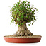 Acer buergerianum, 42,5 cm, ± 35 anni, con un nebari di 23,5 cm