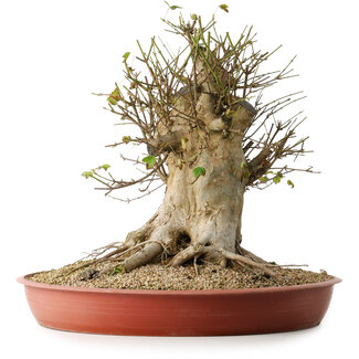 Acer buergerianum, 40 cm, ± 35 años