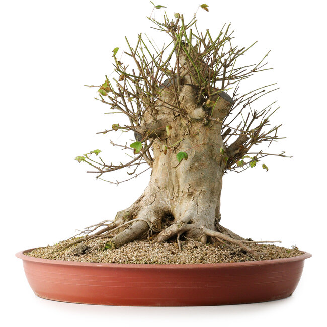Acer buergerianum, 40 cm, ± 35 años, con un nebari de 33,5 cm