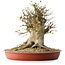 Acer buergerianum, 40 cm, ± 35 años, con un nebari de 33,5 cm