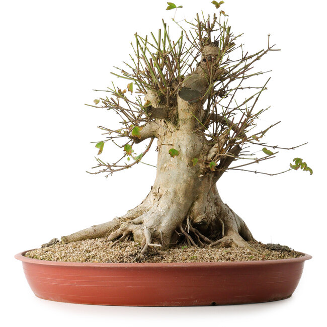 Acer buergerianum, 40 cm, ± 35 years old, with a nebari of 33,5 cm