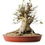Acer buergerianum, 40 cm, ± 35 años, con un nebari de 33,5 cm