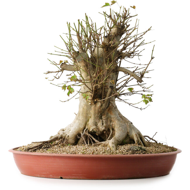 Acer buergerianum, 40 cm, ± 35 ans, avec un nebari de 33,5 cm