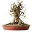 Acer buergerianum, 40 cm, ± 35 años, con un nebari de 33,5 cm