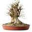 Acer buergerianum, 40 cm, ± 35 years old, with a nebari of 33,5 cm