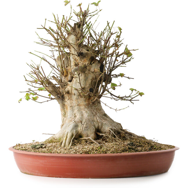 Acer buergerianum, 40 cm, ± 35 jaar oud, met een nebari van 33,5 cm