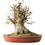 Acer buergerianum, 40 cm, ± 35 years old, with a nebari of 33,5 cm
