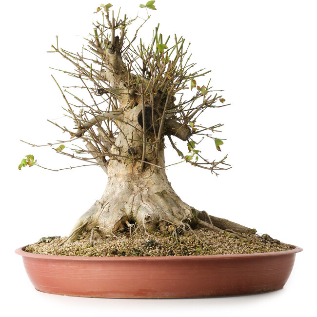 Acer buergerianum, 40 cm, ± 35 ans, avec un nebari de 33,5 cm