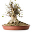 Acer buergerianum, 40 cm, ± 35 años, con un nebari de 33,5 cm