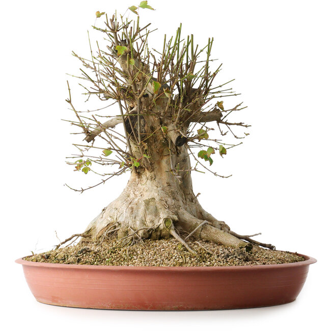 Acer buergerianum, 40 cm, ± 35 jaar oud, met een nebari van 33,5 cm