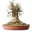 Acer buergerianum, 40 cm, ± 35 años, con un nebari de 33,5 cm