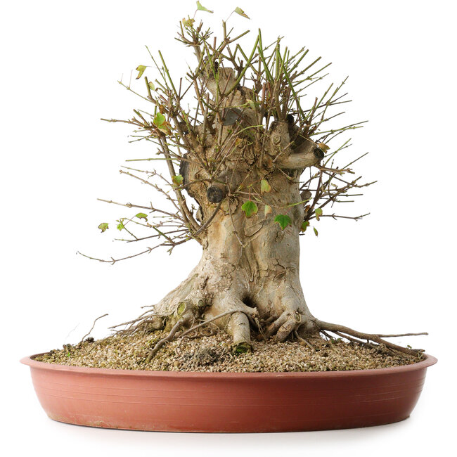 Acer buergerianum, 40 cm, ± 35 jaar oud, met een nebari van 33,5 cm