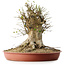Acer buergerianum, 40 cm, ± 35 años, con un nebari de 33,5 cm