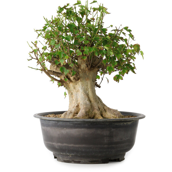 Acer buergerianum, 36 cm, ± 35 Jahre alt, mit einem Nebari von 18,5 cm