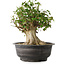 Acer buergerianum, 36 cm, ± 35 anni, con un nebari di 18,5 cm