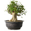Acer buergerianum, 36 cm, ± 35 anni, con un nebari di 18,5 cm