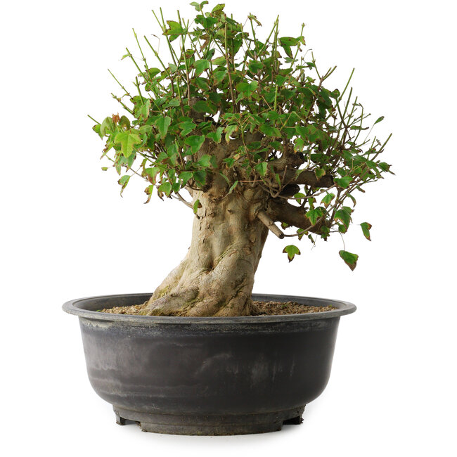 Acer buergerianum, 36 cm, ± 35 jaar oud, met een nebari van 18,5 cm