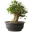 Acer buergerianum, 36 cm, ± 35 anni, con un nebari di 18,5 cm