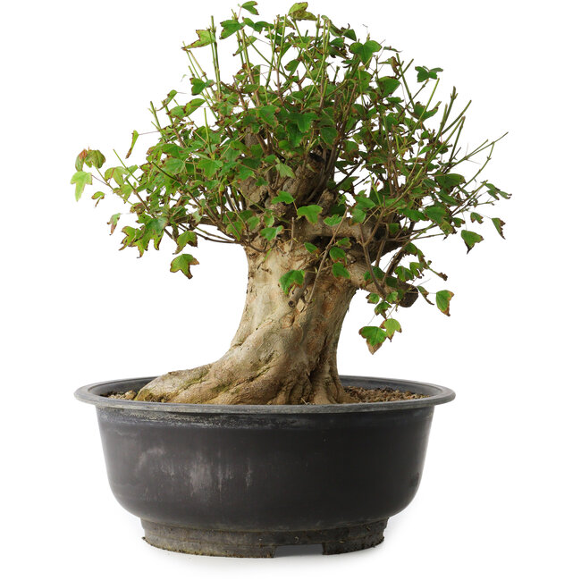 Acer buergerianum, 36 cm, ± 35 ans, avec un nebari de 18,5 cm