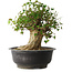 Acer buergerianum, 36 cm, ± 35 anni, con un nebari di 18,5 cm