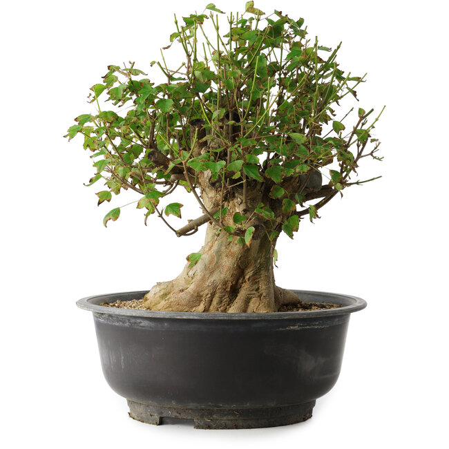 Acer buergerianum, 36 cm, ± 35 ans, avec un nebari de 18,5 cm