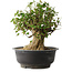 Acer buergerianum, 36 cm, ± 35 anni, con un nebari di 18,5 cm