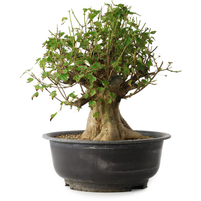 Acer buergerianum, 36 cm, ± 35 jaar oud, met een nebari van 18,5 cm