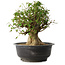 Acer buergerianum, 36 cm, ± 35 anni, con un nebari di 18,5 cm