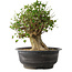Acer buergerianum, 36 cm, ± 35 anni, con un nebari di 18,5 cm