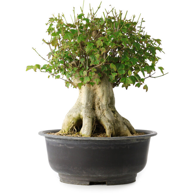 Acer buergerianum, 36,5 cm, ± 35 Jahre alt, mit einem Nebari von 19 cm