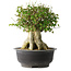 Acer buergerianum, 36,5 cm, ± 35 años, con un nebari de 19 cm