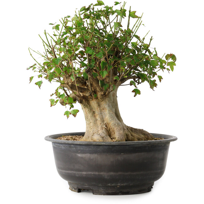 Acer buergerianum, 36 cm, ± 35 ans, avec un nebari de 18,5 cm