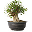 Acer buergerianum, 36 cm, ± 35 anni, con un nebari di 18,5 cm