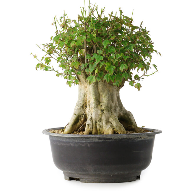 Acer buergerianum, 36,5 cm, ± 35 years old, with a nebari of 19 cm