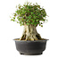 Acer buergerianum, 36,5 cm, ± 35 años, con un nebari de 19 cm