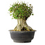 Acer buergerianum, 36,5 cm, ± 35 años, con un nebari de 19 cm