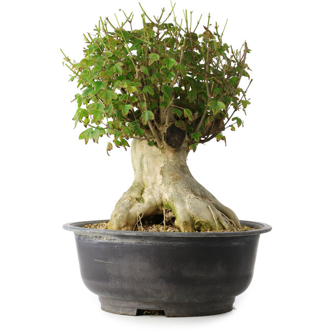 Acer buergerianum, 36,5 cm, ± 35 years old, with a nebari of 19 cm