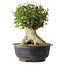 Acer buergerianum, 36,5 cm, ± 35 años, con un nebari de 19 cm
